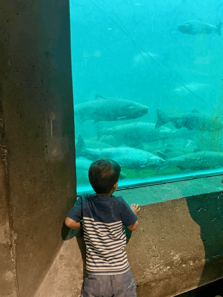 Ballard Locks Fish Ladder Seattle With Kids